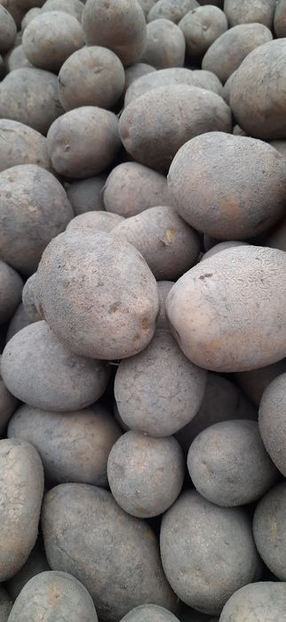 Ziemniaki jadalne lilly