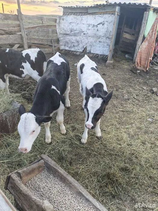 Бычки Бичкі бичкі телятки