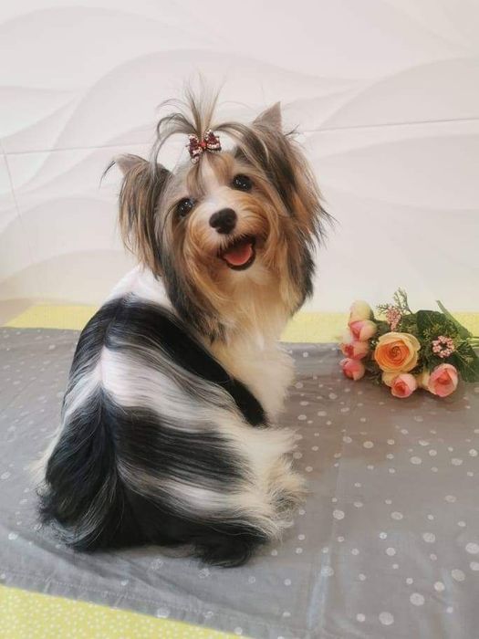 Бивер Йорк для вязок