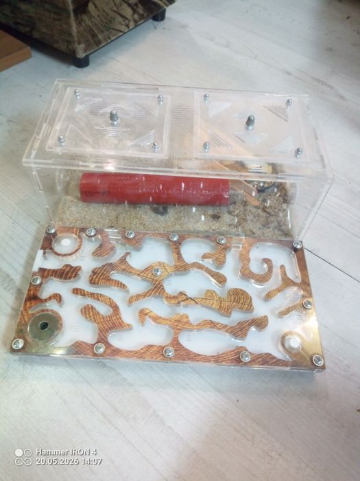 Formikarium z mrówkami