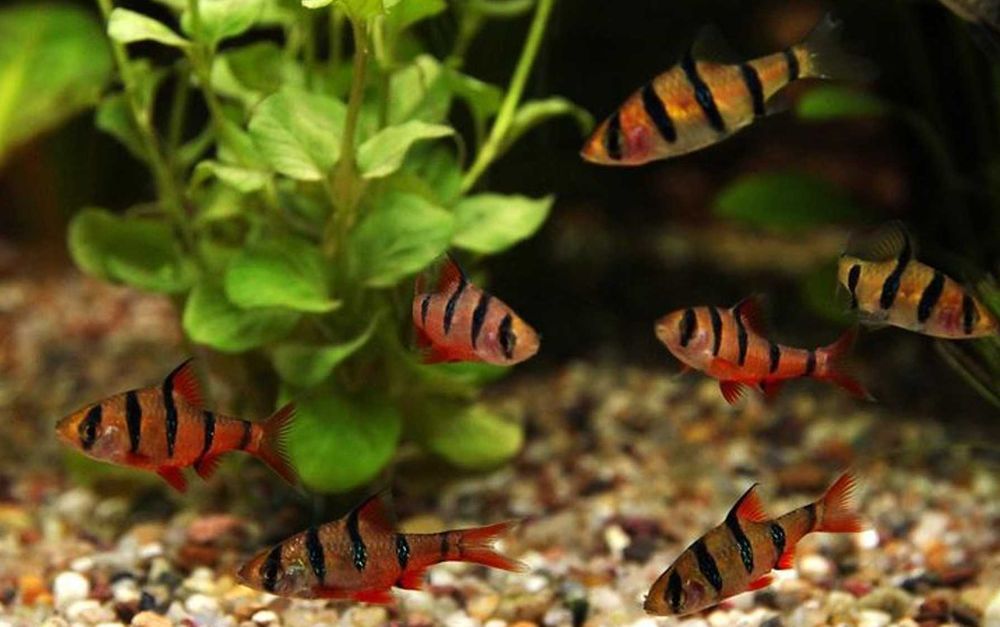 Brzanka pięciopręga - Desmopuntius pentazona - dowozimy, wysyłamy