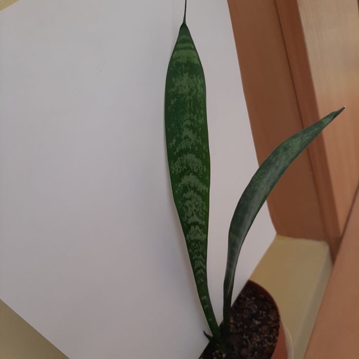 S. Zeylanica, Zeylanica