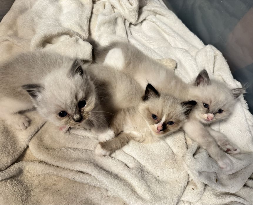 Kocur Ragdoll Blue Bicolor "Gucci" do odbioru za 3 tyg