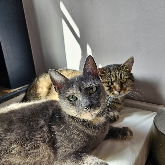 Pola i Żbiś domu wspólnego poszukują.