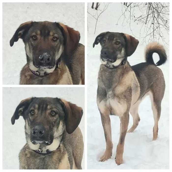 Ищет дом! Пес Лютик