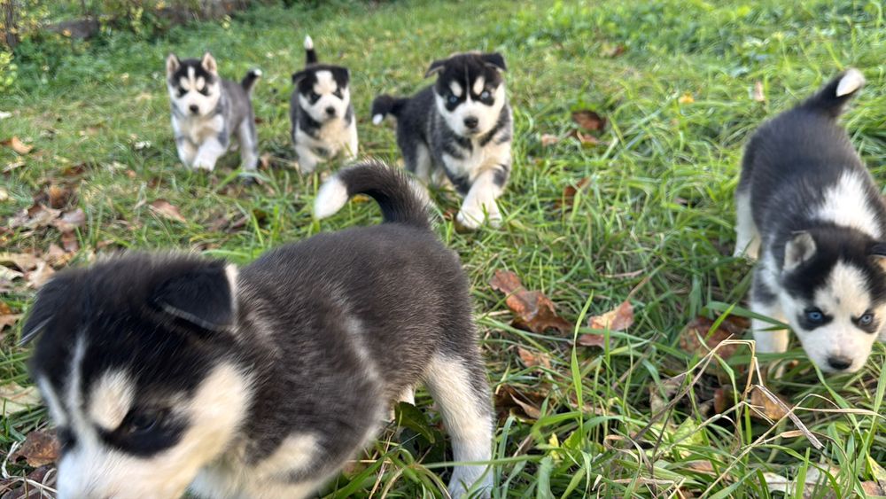 Сибірський хаски
