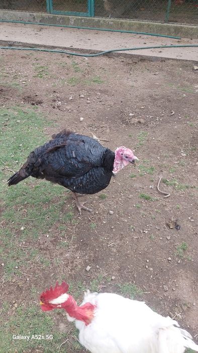 Faisão  de qualidade