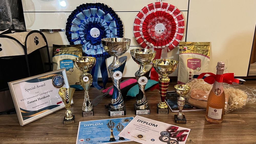 Американський кокер спаніель!вʼязка