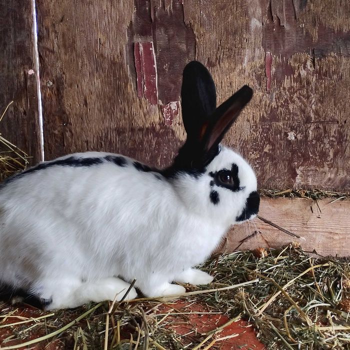 Sprzedam samca srokacza niemieckiego