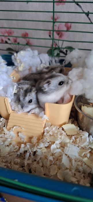 Хом'ячки Джунгарики