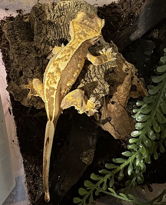 Gekon orzesiony + wyprawka