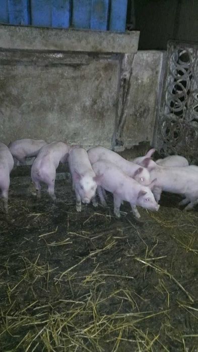 Продам поросята м'ясної породи, велика біла покрита макстерном