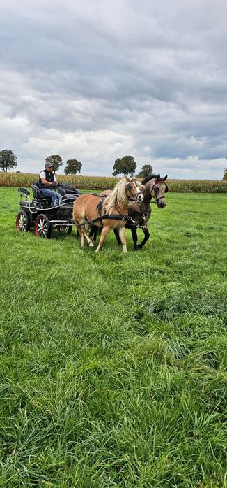 Klacz Haflinger Walka 4,5  roku