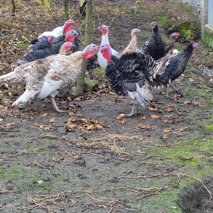 Sprzedam indyki kolorowe