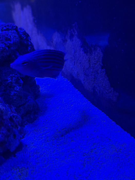 Troco ou vendo peixe de água salgada six line wrasse