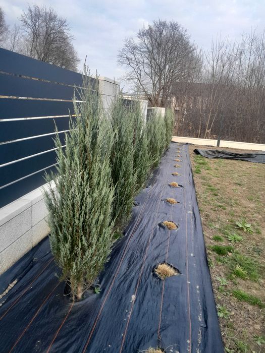 Jałowiec blue arrow 160 cm