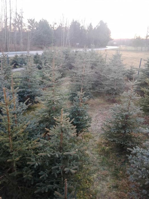 Choinki Cięte Przy Kliencie