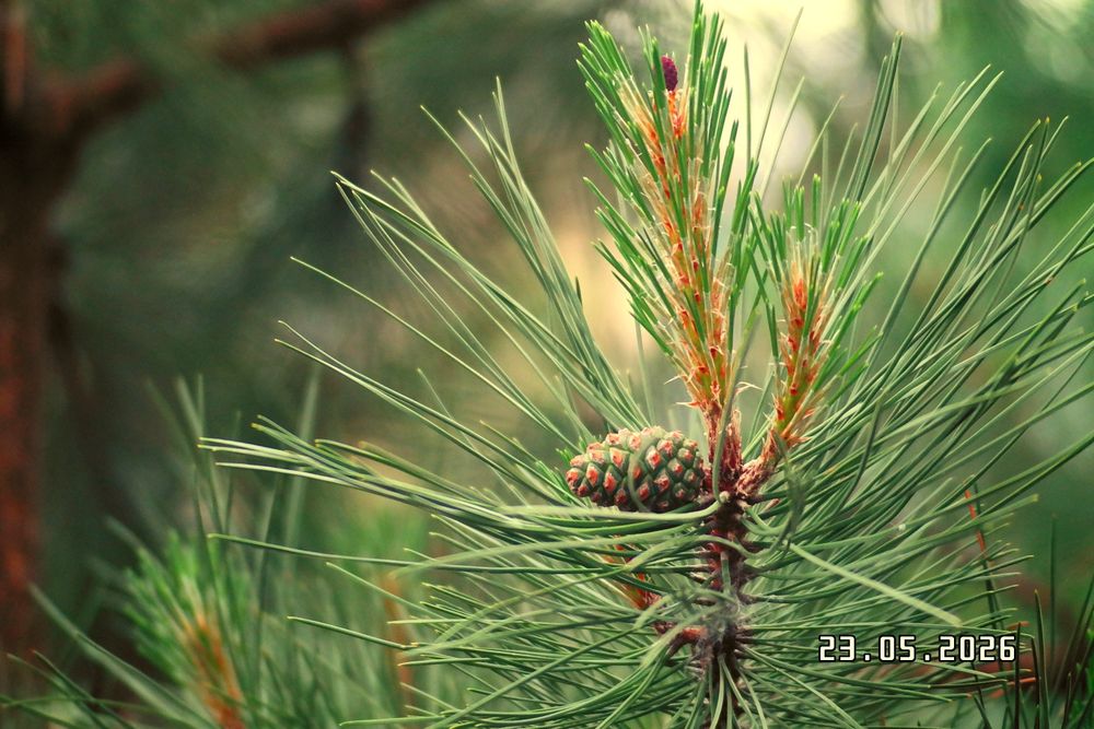 Об'ектив 70-210mm macro