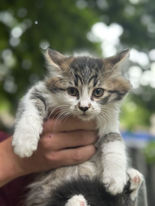 Милые котята ищут дом