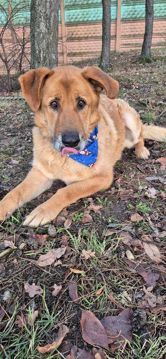 Piesek około siedem lat