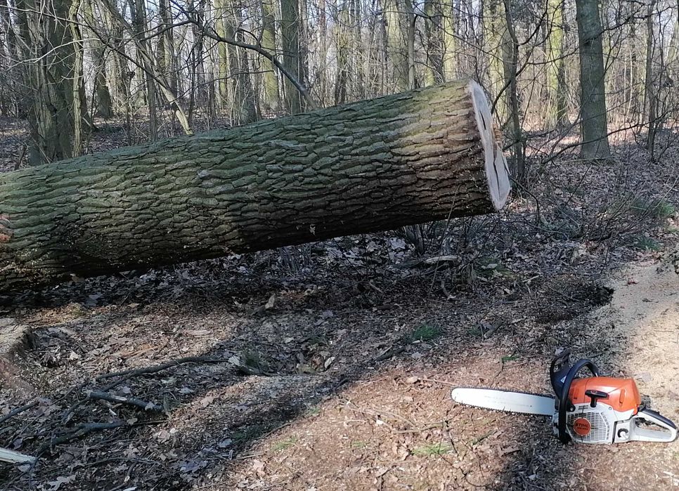 Wycinka drzew - metoda alpinistyczna, tradycyjna