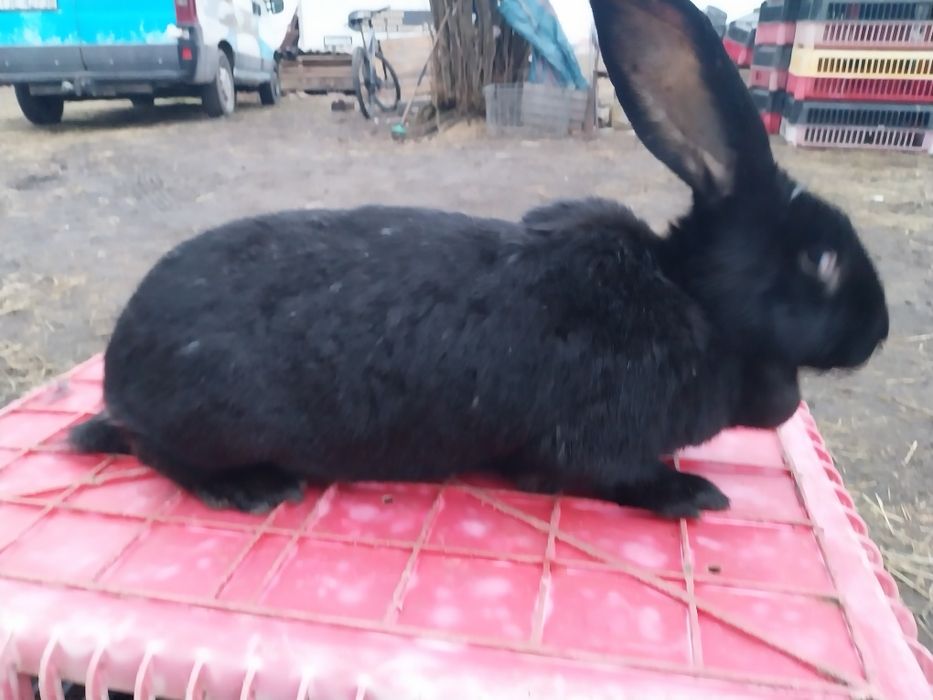 Króliki samce i samice piękne Króliki