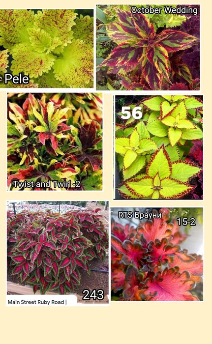 Колеусы 40 сортов! Молодые растения