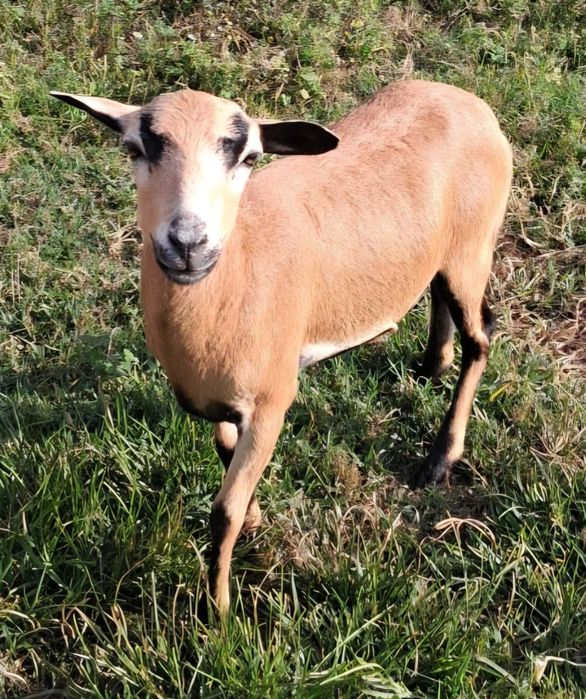 Ovelha e Carneiro dos Camarões (Camaronesa)