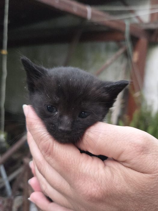 Gatinho preto macho disponível para adoção