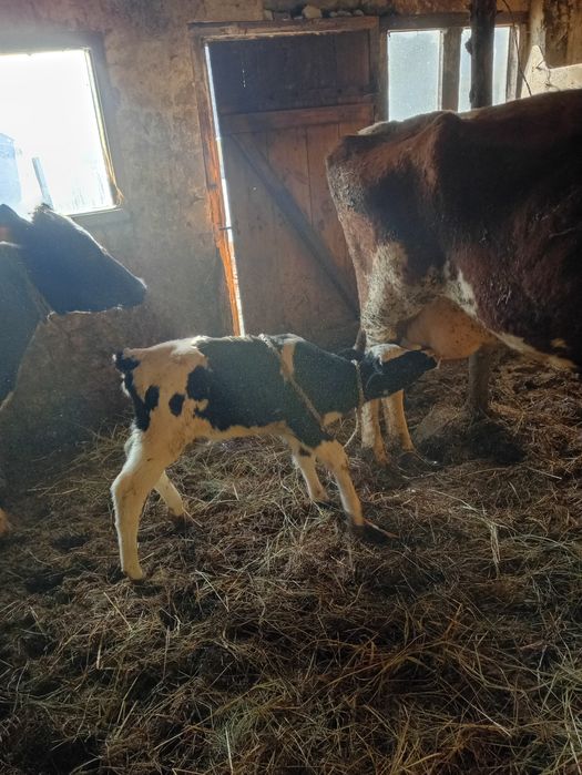 Sprzedam krowę z cielakiem