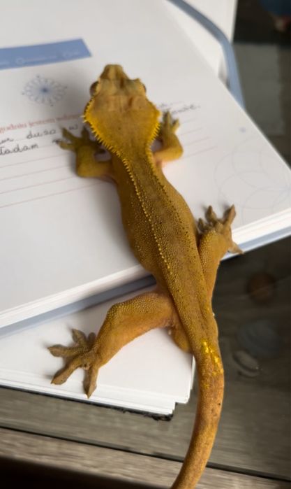 Gekon orzęsiony samiec RED