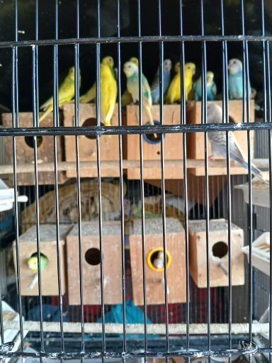 Vendo periquitos australianos machos e fêmeas bons para acasalar