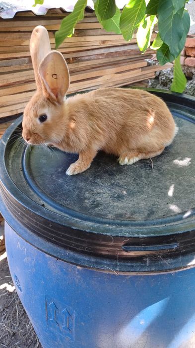 Молодняк кролів..