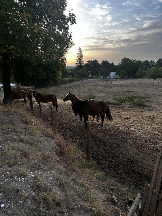 Cuidados e serviços para cavalos