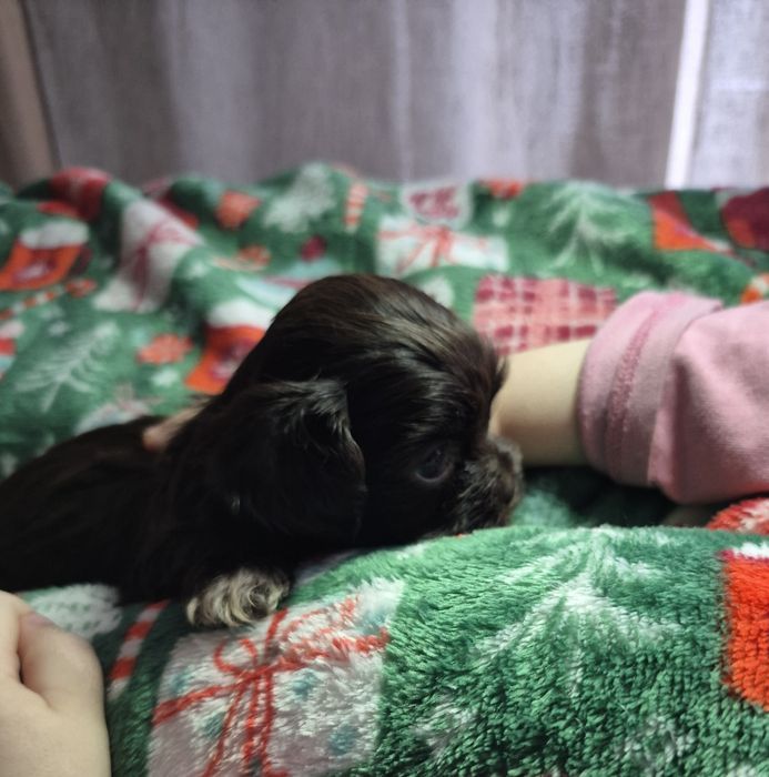 Fido mini chlopczyk Shih Tzu unikatowy maluch/ domowa hodowla