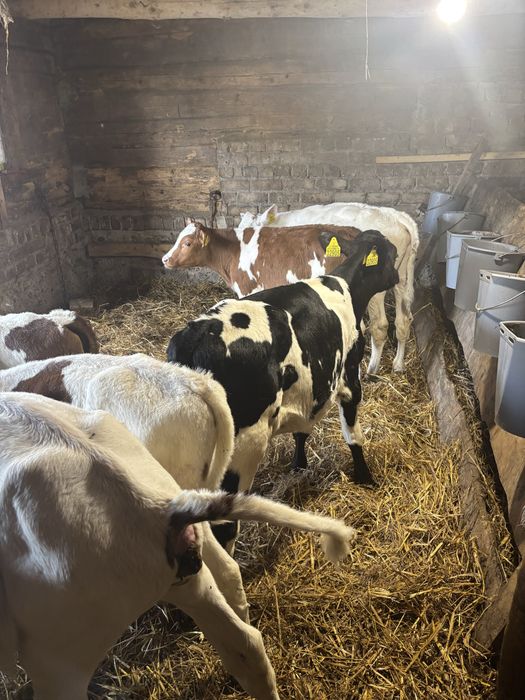 Byczki 10 sztuk Krzyzowki