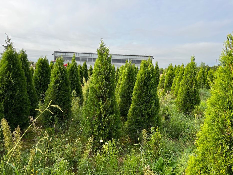 Thuja szmaragd occidentalis 180-200 cm