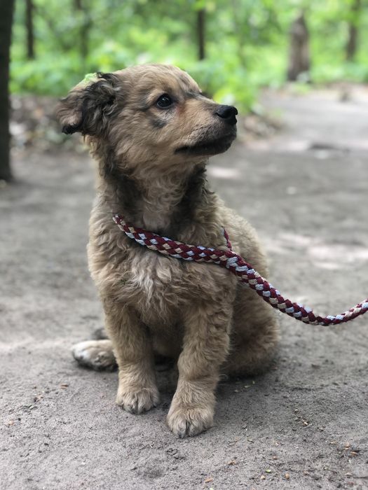 Дівчинка в пошуку родини