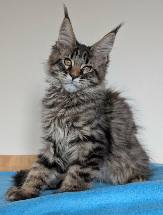 Kocurek Wiewiórek Maine Coon