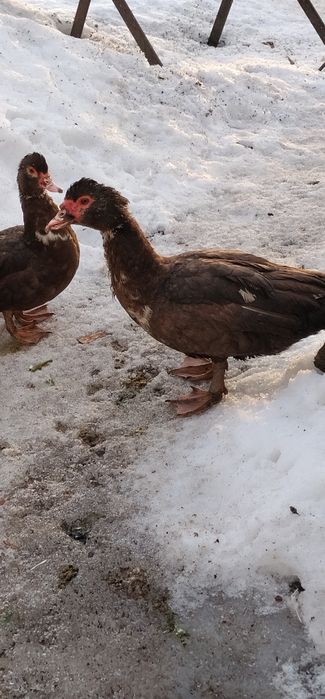 Продам Індокачурі