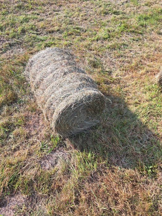 Siano małe  bale . Bele tradycyjnie suszone