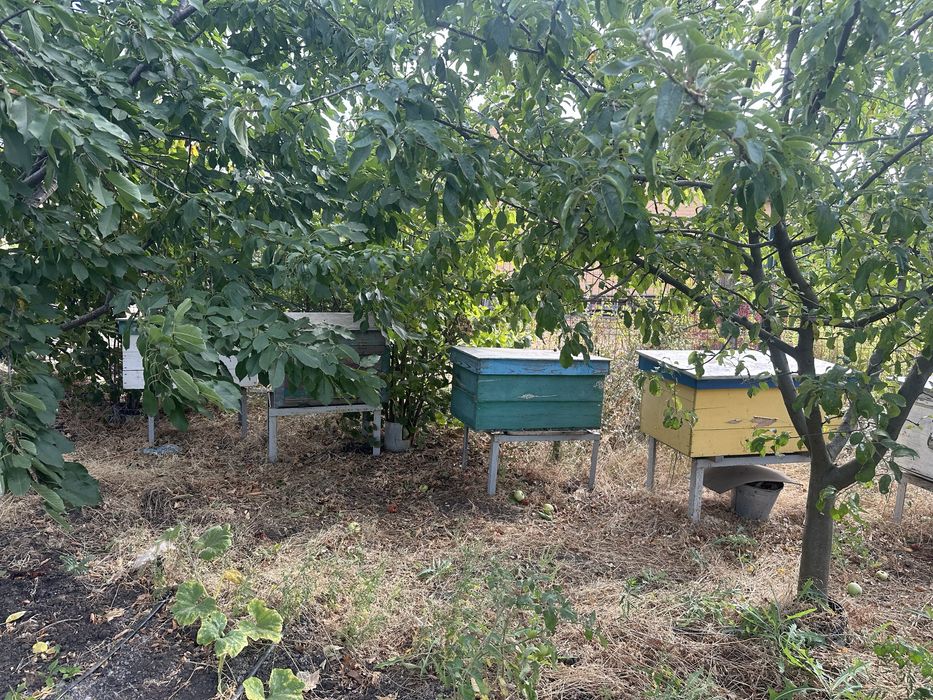 Продам улики с пчелами