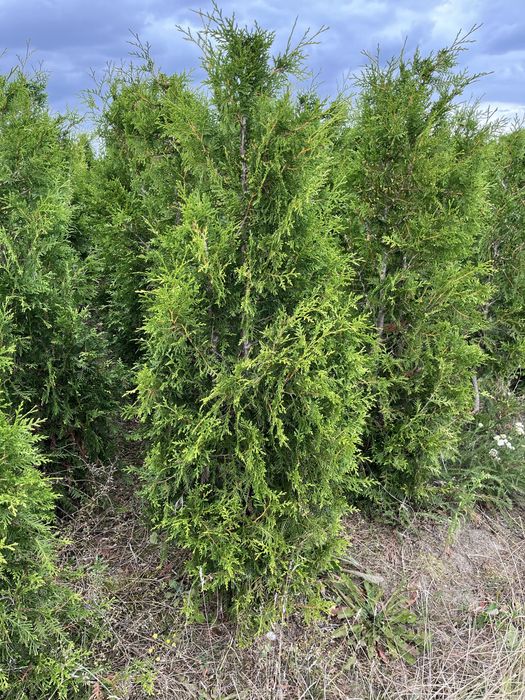 Laurowiśnia, cis, tuja brabant