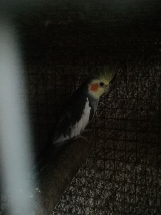 Troco caturras machos