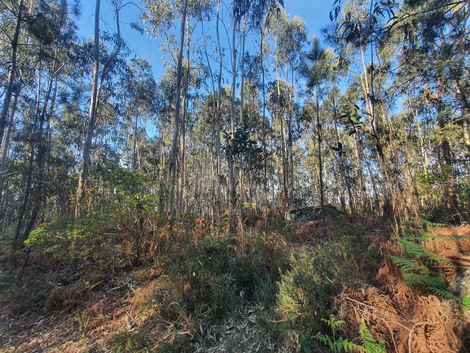 Terreno Florestal +/- 1 hectare Monte Córdova - Santo Tirso próximo ao Santuário da Nossa Sra da Assunção