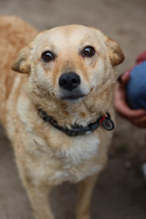 Do adopcji cudowna 2 letnia suczka