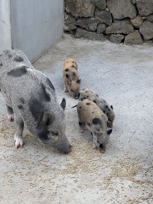 Últimos porcos anões