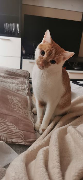 Oddam kota w dobre ręce. Adopcja