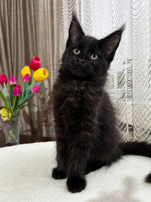 Кішечка породи Мейн Кун