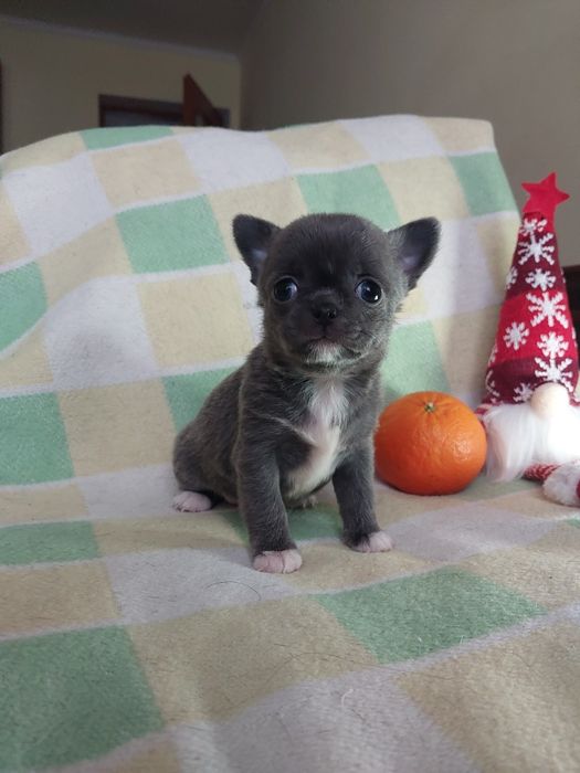 Хлопчик чихуахуа шукає маму